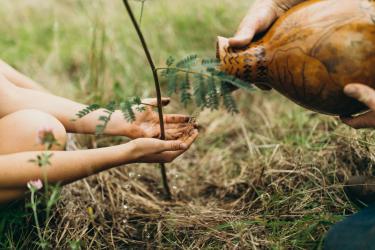 Ritual handwashing and watering in reforestation project