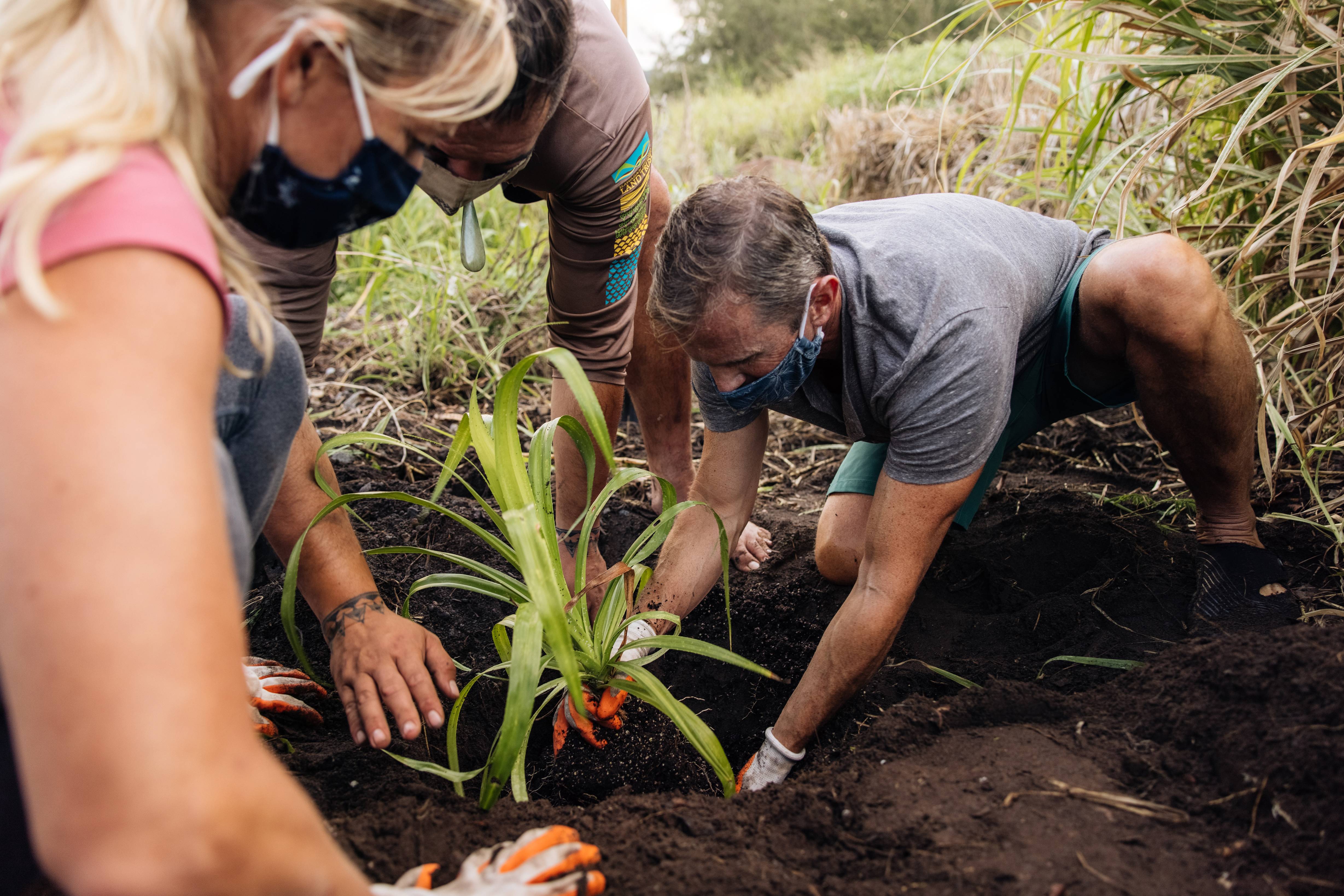 volunteers planting native plants