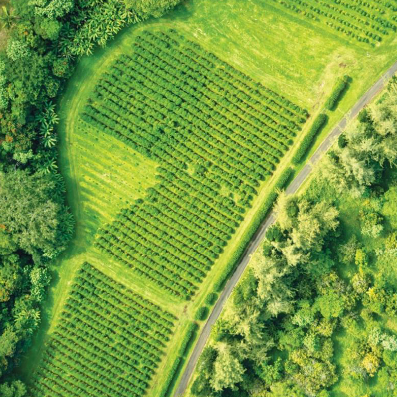 Aerial view of a lush green agricultural field with neat rows of crops bordered by trees, with a narrow road running alongside the farmland.