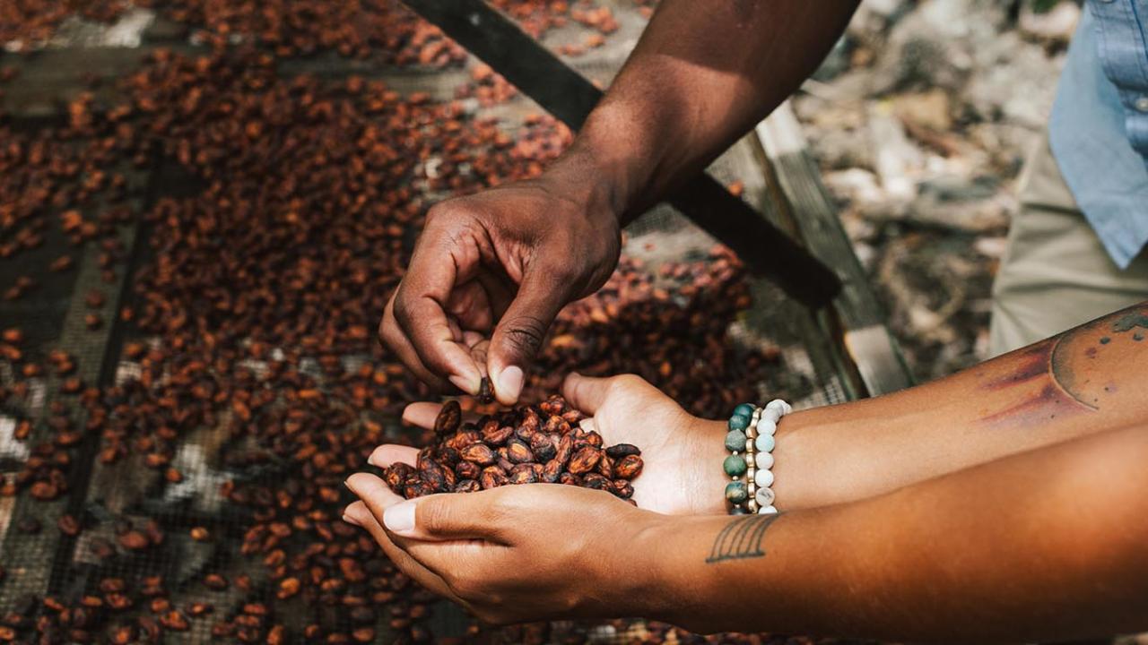 Hands in coffee beans island of Hawaii