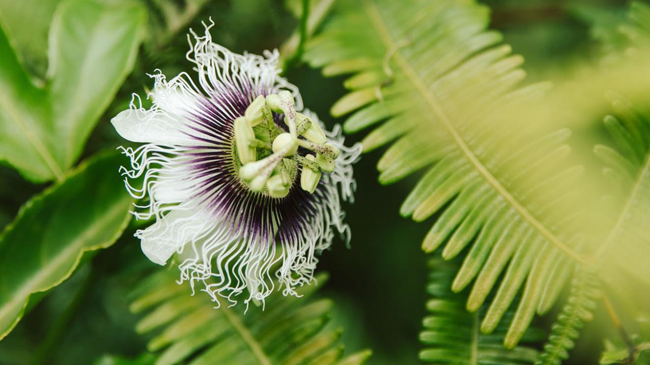 flowering plant on island of Hawaii