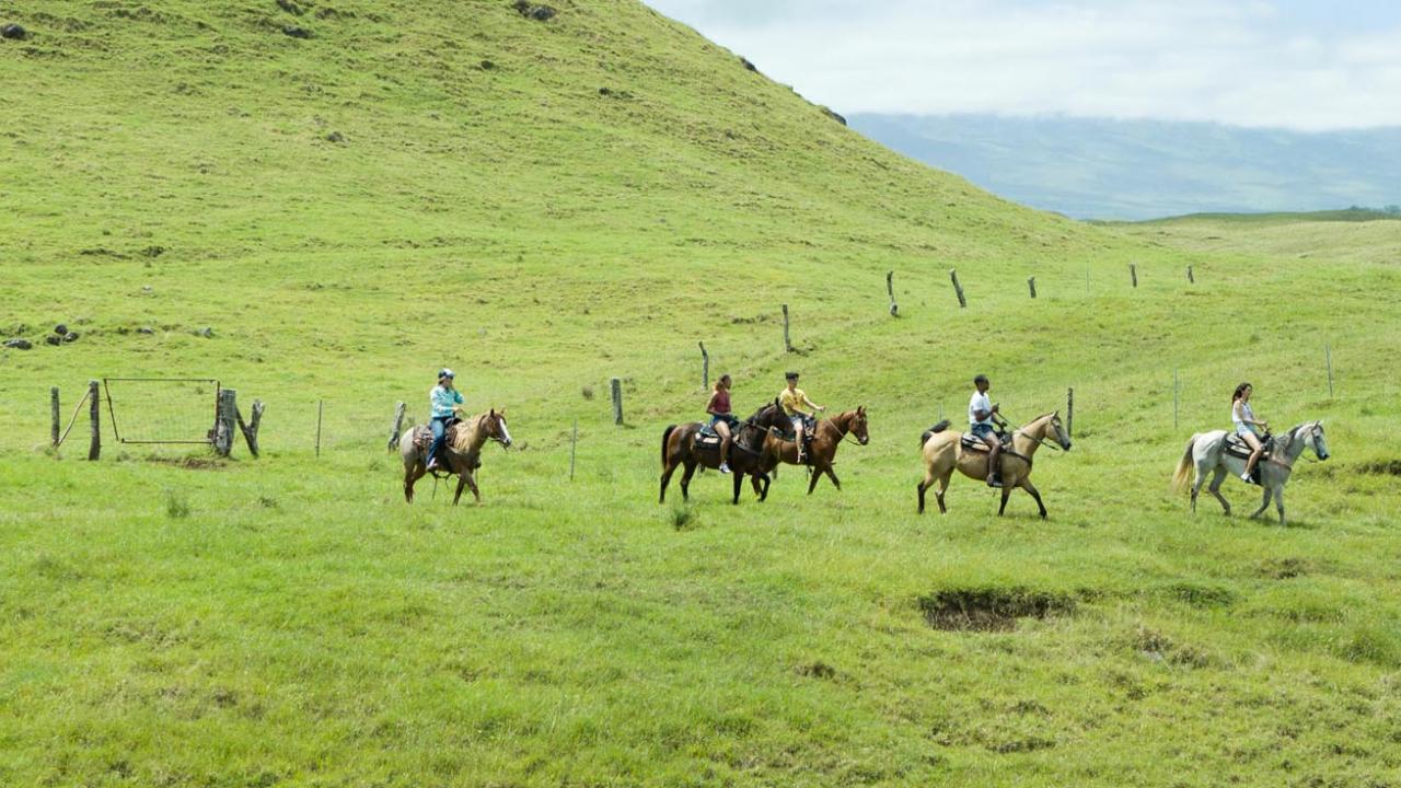 Horses in field