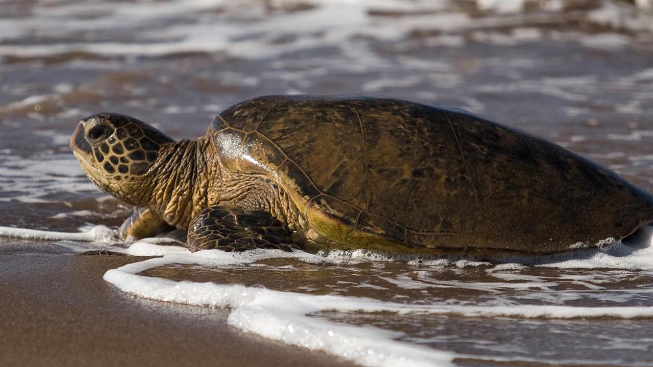 Sea turtle on shore in Lanai