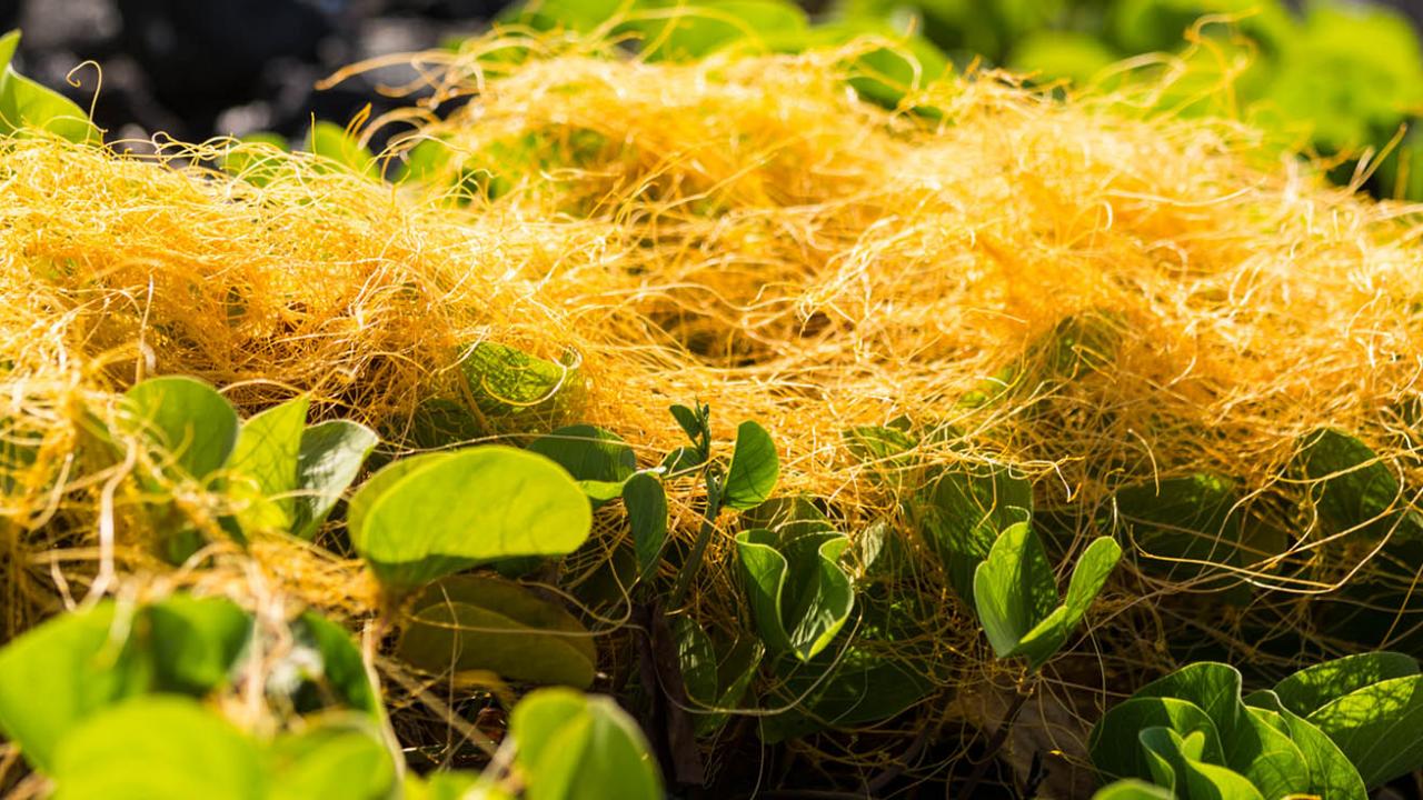 Plant on Lanai