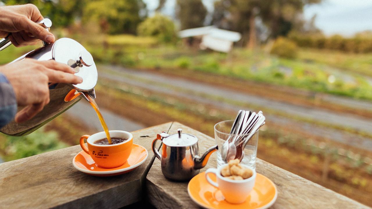 Coffee at farm in Mauai