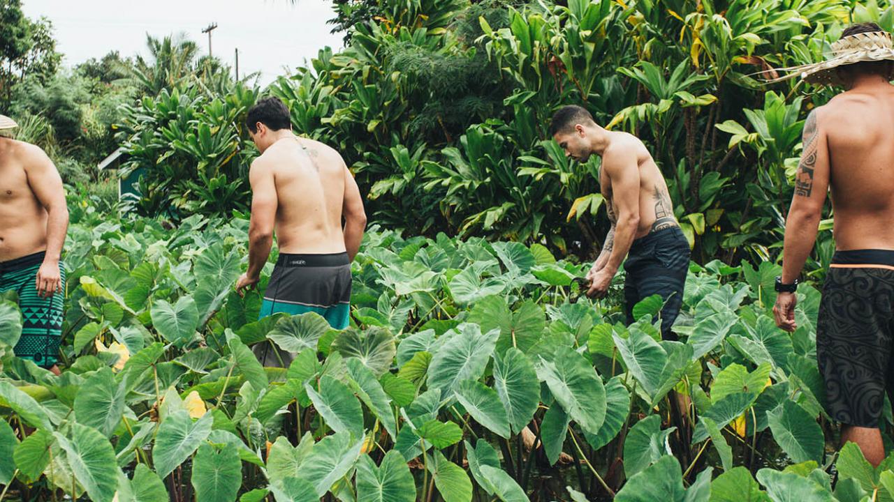 Men in taro field