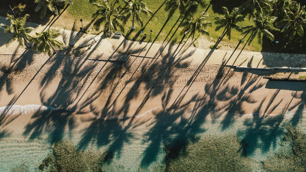 Palm trees show on ocean coastline Oahu