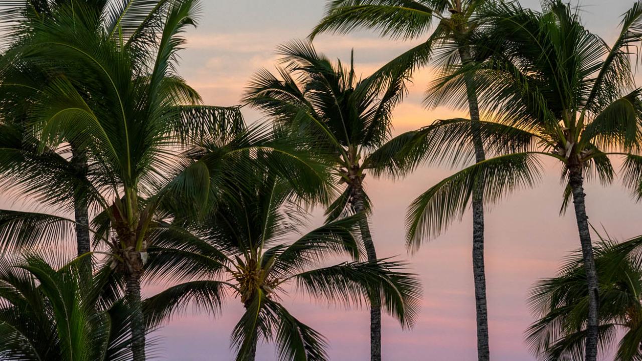 Palm Trees at Sunrise