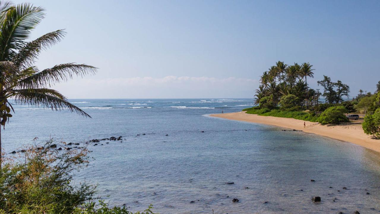 Molokai beach scenic with palm tree