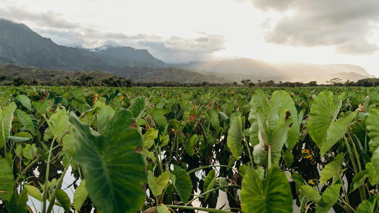 Kalao plant in field Hawaii