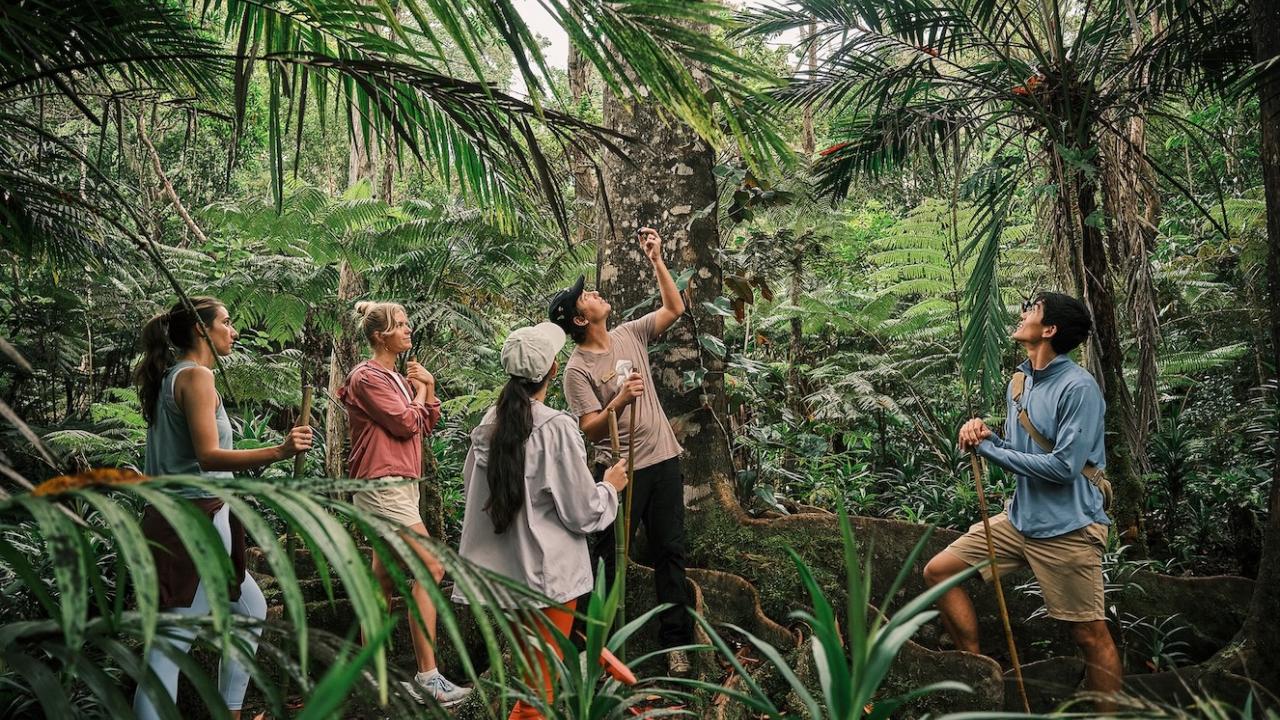 guide leading tourists through the jungle