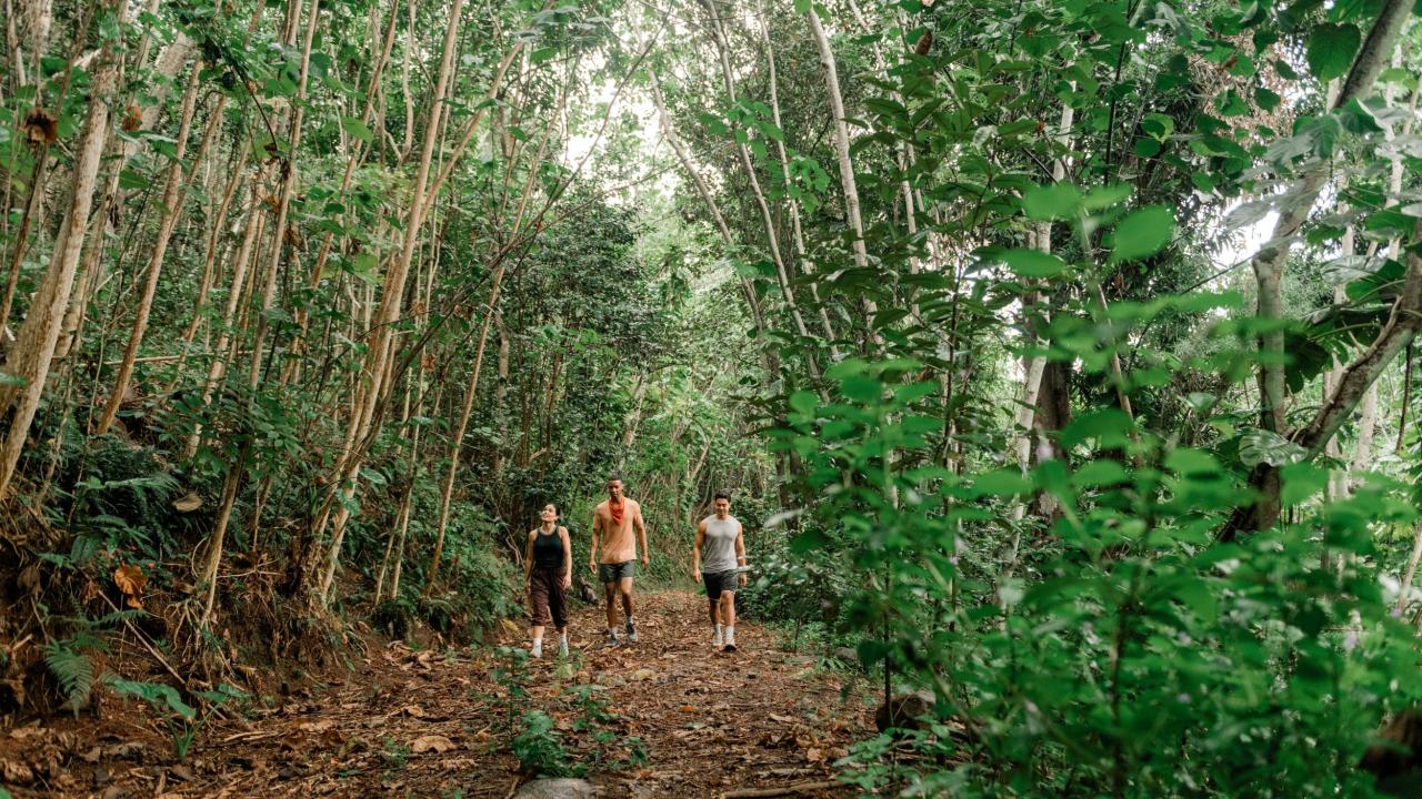 hikers walking through a forest