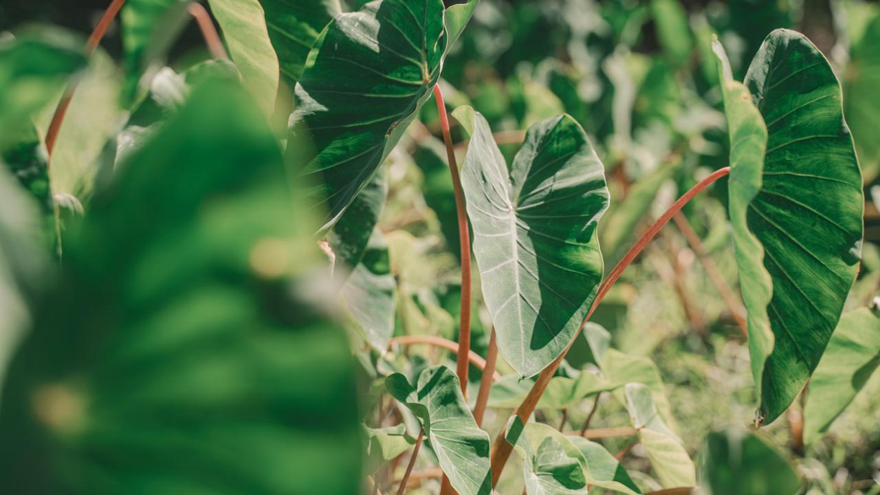 Close-up of a kalo (taro) leaf