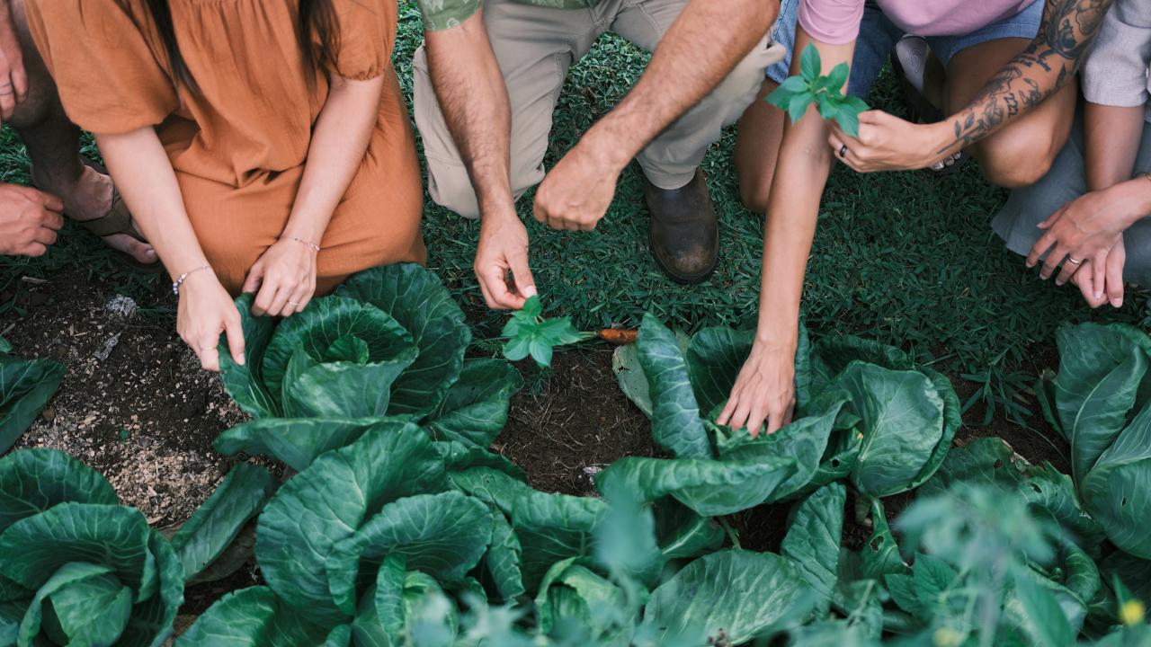 Visitors on a farm tour