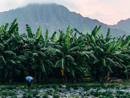 Kalo fields