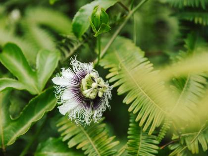 Passion Fruit Flower