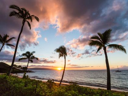 Maui sunset with palm trees on the beach
