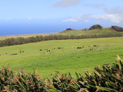 Coastline view from Kahua Ranch