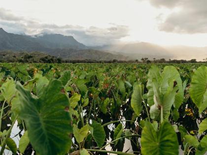 Kalao plant Hawaii