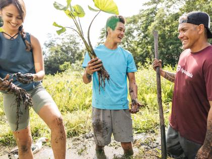 Rick Barboza of Papahana Kuaola and volunteers harvest kalo (taro) from a loi
