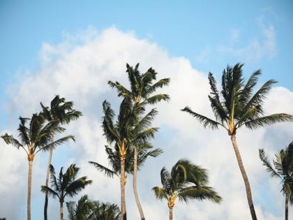 Palm Trees