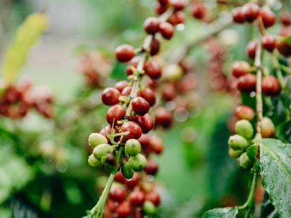 Kona Coffee Beans
