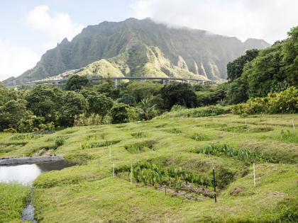 Scenic view of Papahana Kuaola
