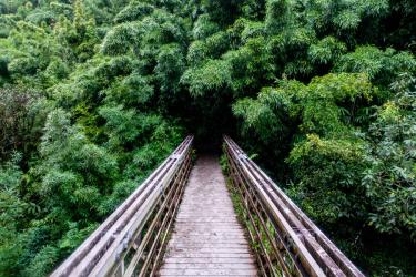 Pipiwai Trail Bridge