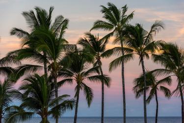 Island of Hawaii Palm Trees