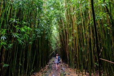 Woman hiking alongside bamboo trees