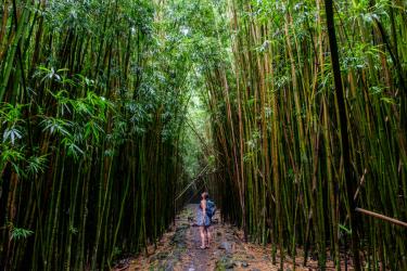 Woman hiking in bamboo forest along the Pipiwai Trail