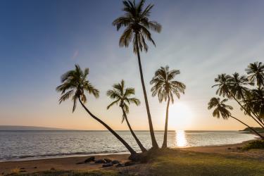 beach with palm trees at sunset
