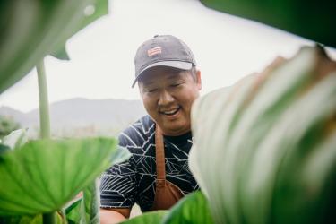 Chef Mark Noguchi harvesting taro leaf